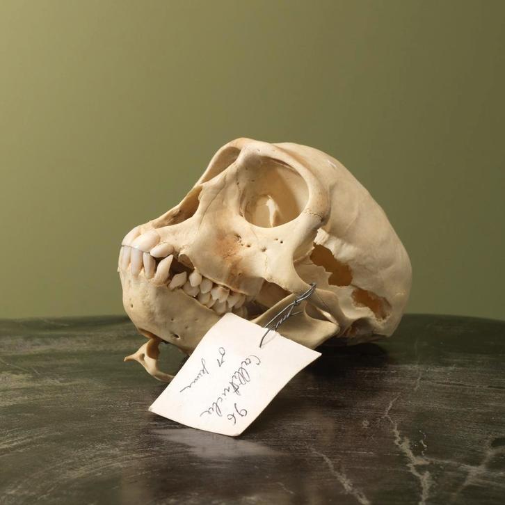 Huzaaraap Schedel Taxidermie Opgezette Dieren By Max, Collections, Collections Animaux, Enlèvement ou Envoi