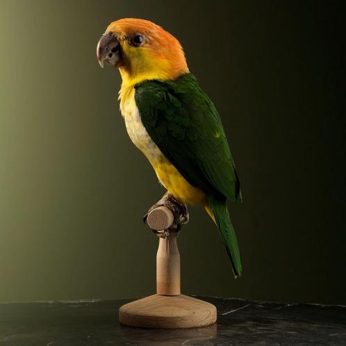 Witbuikcaique Taxidermie Opgezette Dieren By Max, Verzamelen, Dierenverzamelingen, Opgezet dier, Nieuw, Vogel, Ophalen of Verzenden