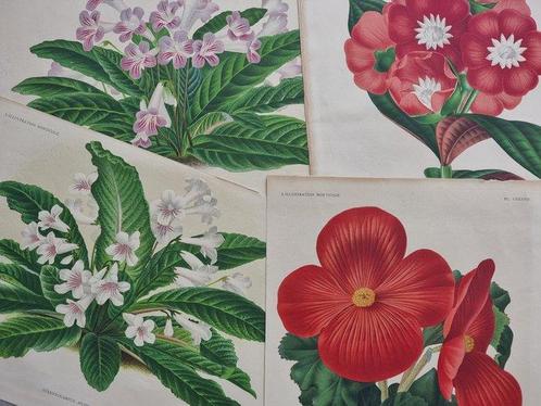 Jean Jules Linden (1817/ 1898) - P. de Pannemaeker (XIX) -, Antiek en Kunst, Antiek | Boeken en Manuscripten