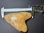 Pathologique Megalodon - Dent fossile - 14.3 cm - 12.7 cm