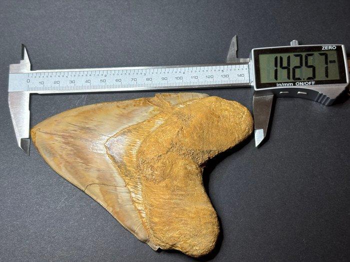 Pathologique Megalodon - Dent fossile - 14.3 cm - 12.7 cm, Verzamelen, Mineralen en Fossielen