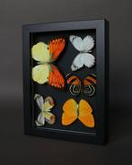 Vlinder Taxidermie volledige montage - Heibomoia leucippe x, Antiek en Kunst