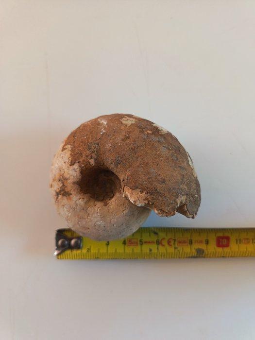 Ammoniet - Gefossiliseerd dier - 6 cm - 6 cm (Zonder, Verzamelen, Mineralen en Fossielen