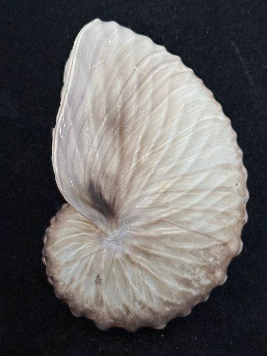 Nautilus Zeeschelp - S-113 ARGONAUTA HIANS (Zonder, Collections, Collections Animaux