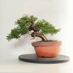 Juniperus chinensis bonsai - jeneverbes, Tuin en Terras, Bloeit niet, Overige soorten, Minder dan 100 cm, Ophalen