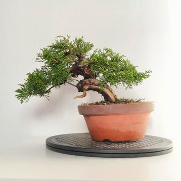 Juniperus chinensis bonsai - jeneverbes beschikbaar voor biedingen