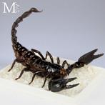 Aziatische bos-schorpioen – exemplaar bewaard in een