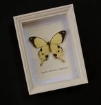 Vlinder Taxidermie volledige montage - Papilio dardanus -