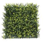 Kunsthaag, 1 m2 Buxus Sempervirens - kunsthagen - tuinscherm