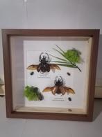 Kevers-Beetles Support mural pour taxidermie - Chalcosoma