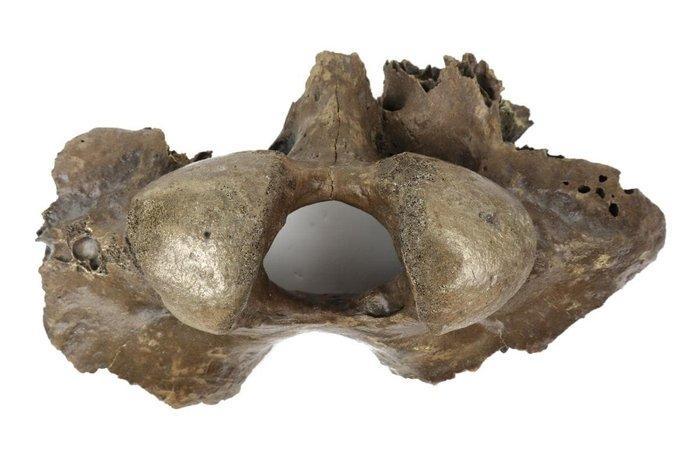 Wolharige mammoet - Fossiele schedel - Mammuthus primigenius, Verzamelen, Mineralen en Fossielen