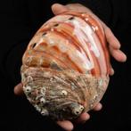 Rode Abalone-schelp - Haliotis Rufescens Swainson, 1822 -