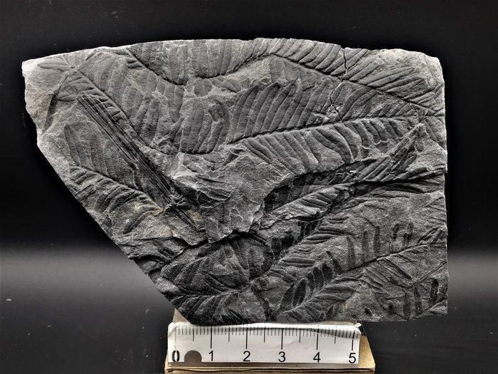 Varen - Gefossiliseerde plant - Alethopteris lonchitica, Verzamelen, Mineralen en Fossielen