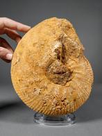 Mooi en grote ammoniet - Gefossiliseerde schelp -