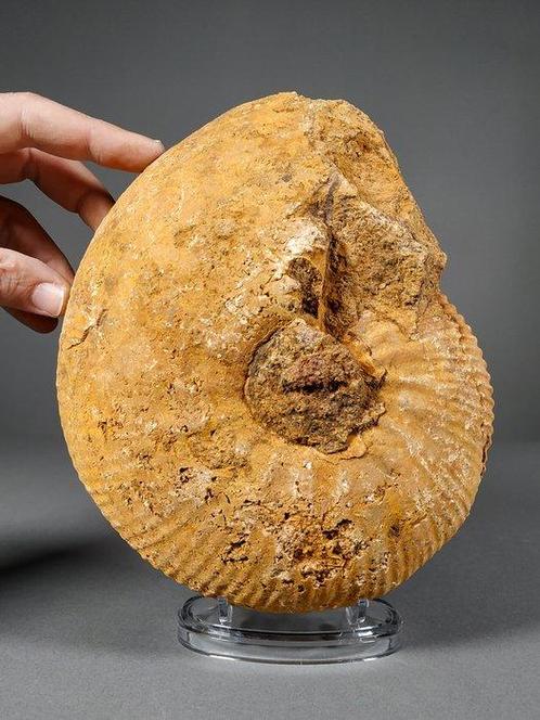 Mooi en grote ammoniet - Gefossiliseerde schelp -, Verzamelen, Mineralen en Fossielen