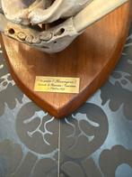 Trophée de chasse, Antiquités & Art