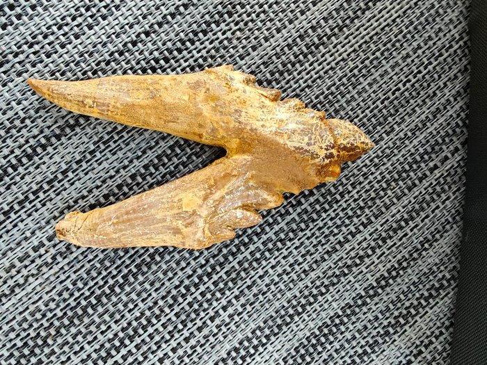 Walvis - Fossiele tand - Basilosaurus - 9 cm - 4.6 cm, Collections, Minéraux & Fossiles