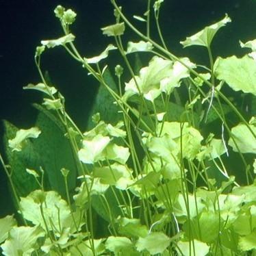 Cardamine lyrata Vietnam - In Vitro, Dieren en Toebehoren, Vissen | Aquaria en Toebehoren, Nieuw, Verzenden