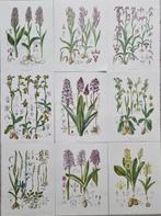 Barla,Jean Baptiste (1817-1896) - Lot. of 9 tavole Flore