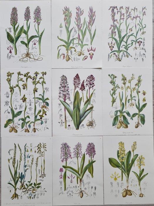 Barla,Jean Baptiste (1817-1896) - Lot. of 9 tavole Flore, Antiquités & Art, Antiquités | Livres & Manuscrits