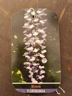 Wisteria bonsai - Hoogte (boom): 30 cm - Diepte (boom): 35