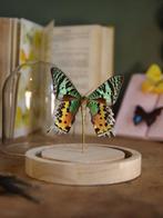 Vlinder Taxidermie volledige montage - Véritable Chrysiridia