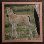 Educo Puzzel Veulen (36 stukjes), Boeken, Verzenden, Nieuw