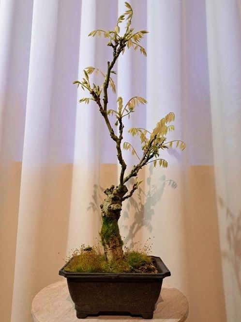 Wisteria bonsai - Hoogte (boom): 40 cm - Diepte (boom): 30, Antiek en Kunst, Curiosa en Brocante