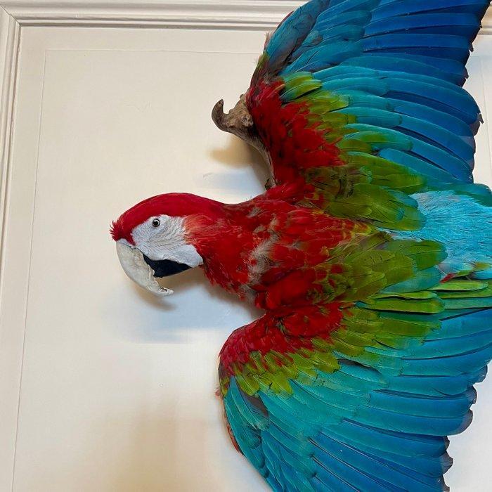 Ara Taxidermie volledige montage - Ara chloropterus - 50 cm, Verzamelen, Dierenverzamelingen
