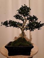 ilex bonsai (japanse hulst) - Hoogte (boom): 24 cm - Diepte