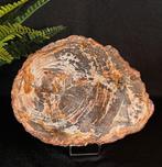 Geweldig decoratief versteend houten paneel op standaard -, Verzamelen, Mineralen en Fossielen
