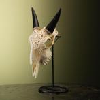 Geit Schedel Taxidermie Opgezette Dieren By Max, Ophalen of Verzenden, Nieuw, Wild dier, Opgezet dier