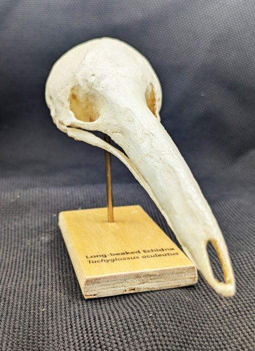 Langsnuitige echidna Schedel - (Zaglossus aculeatus) -, Antiek en Kunst, Curiosa en Brocante