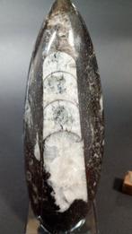 Orthoceras - Fossiele sterfteplaat - 12.7 cm (Zonder, Verzamelen