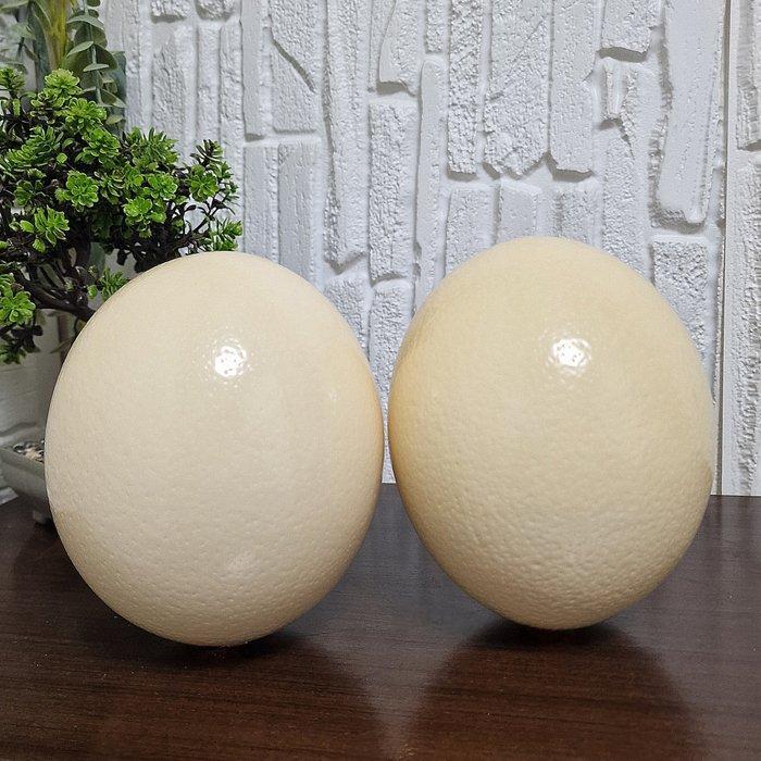Struisvogel Ei - Pair of Natural Polished Ostrich Egg Shells, Antiek en Kunst, Curiosa en Brocante