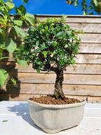Chinese iep bonsai (Ulmus parviflora) - Hoogte (boom): 21 cm