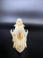 Hond Schedel - Golden retriever - 0 cm - 0 cm - 0 cm - (2), Nieuw