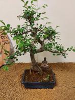 Japanese iep bonsai (Zelkova) - Hoogte (boom): 41 cm -