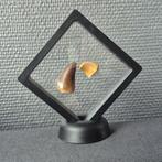 Dinosaurus Tand - Mosasaurus - 7 cm - 3 cm - 2 cm - (2), Verzamelen, Dierenverzamelingen, Nieuw