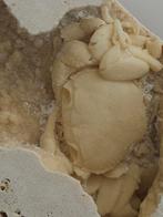 Krab - Fossiel skelet - 100 mm - 110 mm (Zonder