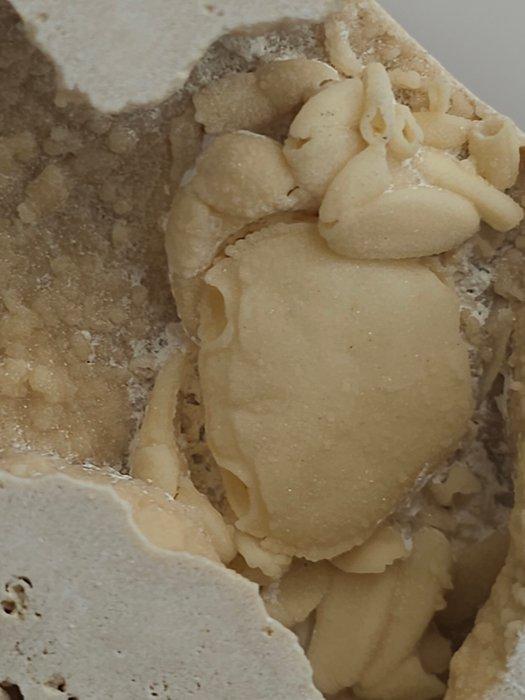 Krab - Fossiel skelet - 100 mm - 110 mm (Zonder, Verzamelen, Mineralen en Fossielen