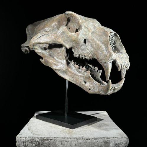 Geen minimumprijs - Een replica van een ijsberen schedel op, Verzamelen, Dierenverzamelingen