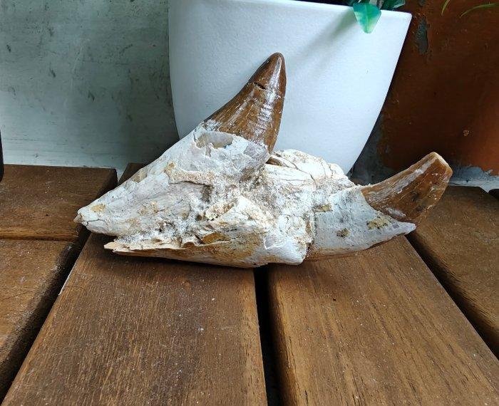 Walvis - Fossiel fragment - Basilosaurus - 9 cm, Collections, Minéraux & Fossiles