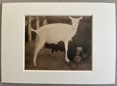 Jan Mankes (1889-1920), after - Jonge Witte Geit 1923, Antiek en Kunst, Curiosa en Brocante