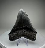 Megalodon - Fossiele tand - 12 cm - 10 cm, Verzamelen, Mineralen en Fossielen