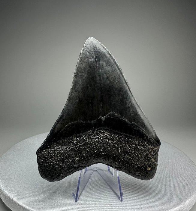 Megalodon - Fossiele tand - 12 cm - 10 cm, Verzamelen, Mineralen en Fossielen
