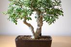 Bonsaï Shohin van esdoorn - Hoogte (boom): 25 cm - Diepte