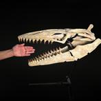 Zeereptiel - Fossiele schedel - Mosasaurus sp. - 47 cm - 50