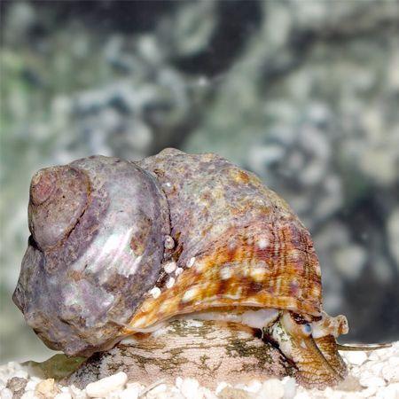 Turbo Mexican - Turboslak, Dieren en Toebehoren, Vissen | Aquariumvissen