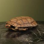 Schildpad Antiek Taxidermie Opgezette Dieren By Max, Verzamelen, Ophalen of Verzenden, Nieuw, Reptiel of Amfibie, Opgezet dier